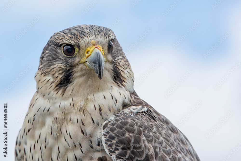 Poster close up photograph looking slightly up of the portrait of a saker hybrid falcon with the sky in the