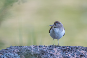 Sandpiper