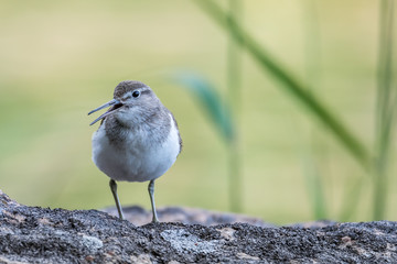 Sandpiper