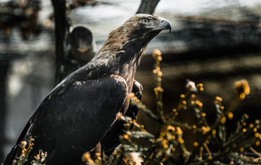 Eastern imperial eagle