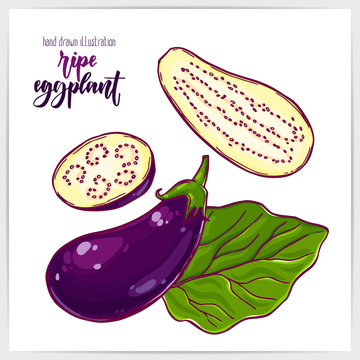 Vector illustration of colorful hand drawn purple eggplants. Whole and sliced.