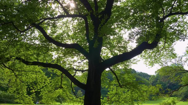 木、林_02