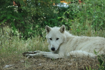 white wolf