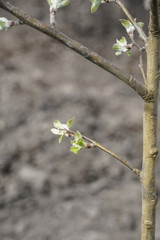 Leaves bud and branches in spring
