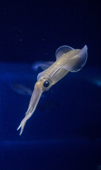 Small yellow / white squid with black and blue eyes and white speckles swimming in cold deep blue water