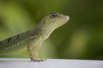 Lézard