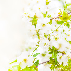 Spring blossom. Spring white flowers design border background with copy space