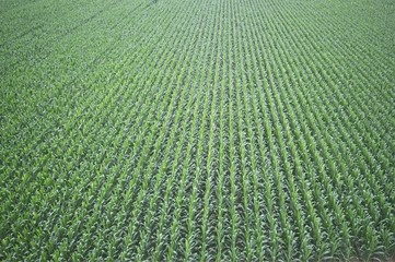 plantaci&oacute;n de ma&iacute;z