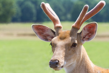 Sika deer portrait in nature. Cervus nippon deer in nature close up photo