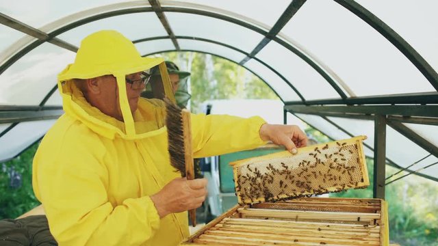 Two beekeepers checking frames and harvesting honey while working in apiary on summer day