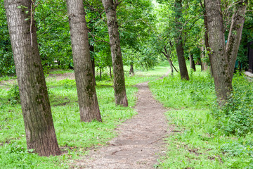 Obraz premium road through the park at summer. nature, background.