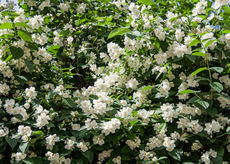 Tree with lots of white flowers. background, nature.