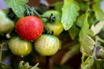Tomatenzucht im Kleingarten