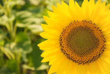 Obraz premium Sunflower field