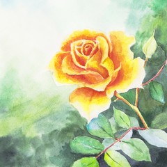 Watercolor painting flower rose closeup. Hand painted. Watercolor illustration flowers.