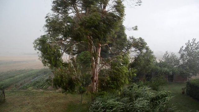 Trees sway under the force of a tornado