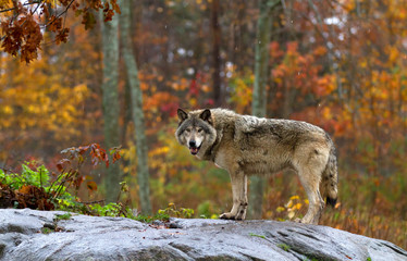 Timber wolf or Grey Wolf(Canis lupus) on top of a rock looks back on an autumn day in Canada