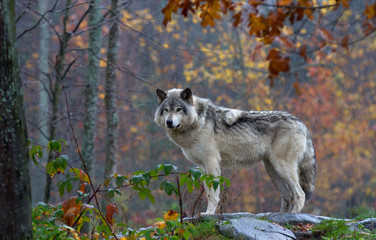 Timber wolf or Grey Wolf (Canis lupus) on top of a rocky cliff looks back on an autumn day in Canada