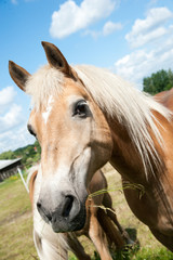 Haflinger Pferde auf Koppel in Sonne