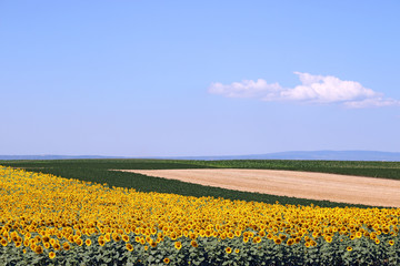 sunflower soybean and corn fields landscape