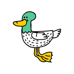 Duck cartoon isolated. Drake drawing. water Bird