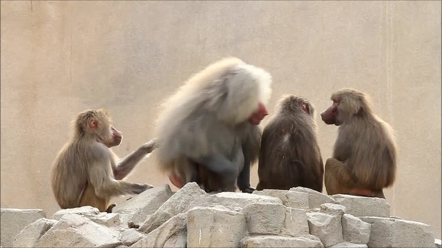 Baboons taking care of each other, Papio hamadryas
