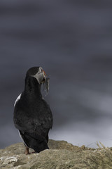 Atlantic Puffin on Grimsey Island in Iceland