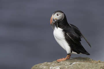 Atlantic Puffin on Grimsey Island in Iceland