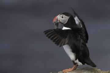 Atlantic Puffin on Grimsey Island in Iceland