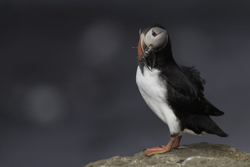 Atlantic Puffin on Grimsey Island in Iceland