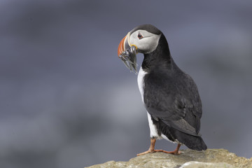 Atlantic Puffin on Grimsey Island in Iceland