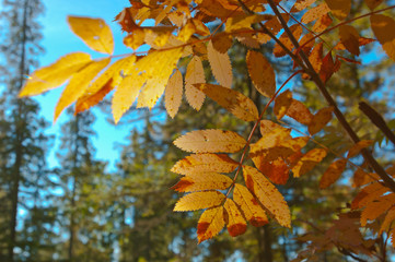 Fototapeta premium Autumn still life, yellow leaves of mountain ash on the background of the forest and the autumn sky in the background