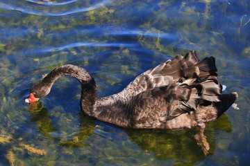 Swans birds white and black in the water swim
