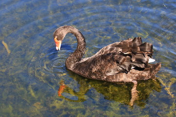 Swans birds white and black in the water swim