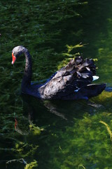 Swans birds white and black in the water swim