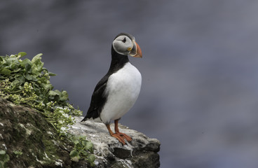 Atlantic Puffin on Grimsey Island in Iceland