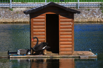 Swans birds white and black in the water swim