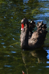 Swans birds white and black in the water swim