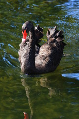 Swans birds white and black in the water swim
