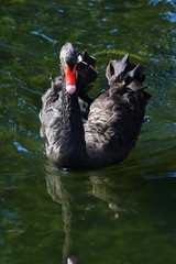 Swans birds white and black in the water swim
