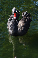 Swans birds white and black in the water swim