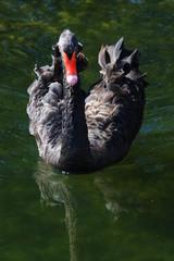 Swans birds white and black in the water swim
