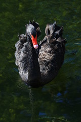 Swans birds white and black in the water swim