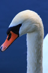Swans birds white and black in the water swim