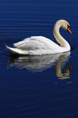 Swans birds white and black in the water swim