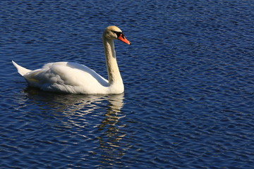 Swans birds white and black in the water swim