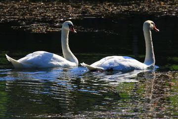 Swans birds white and black in the water swim