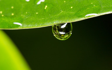 drop of water