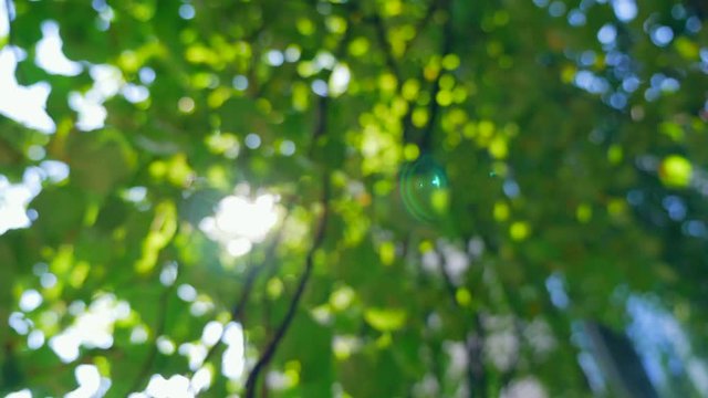Sunbeams through the leaves in the morning. 4K blurred video for background.