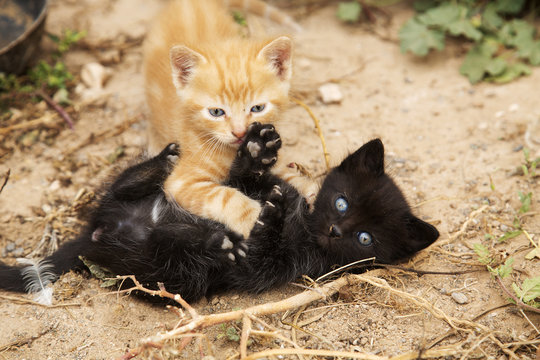 Katzenkinder spielen im Sand